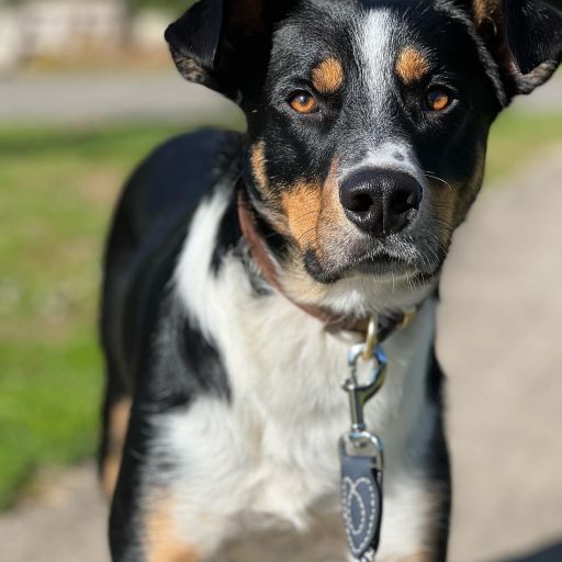 pet