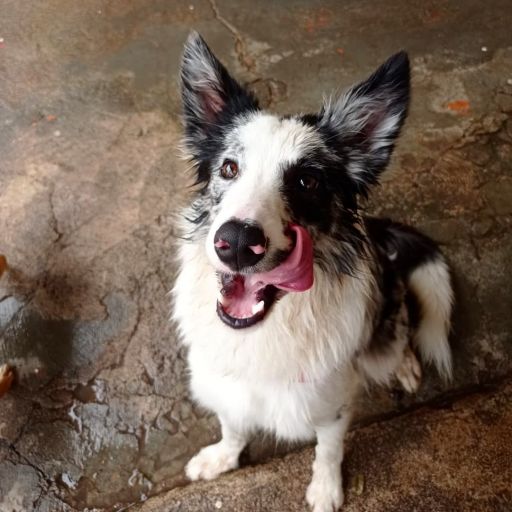 pet