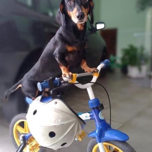pet