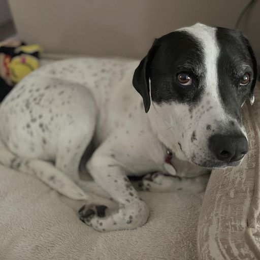 pet