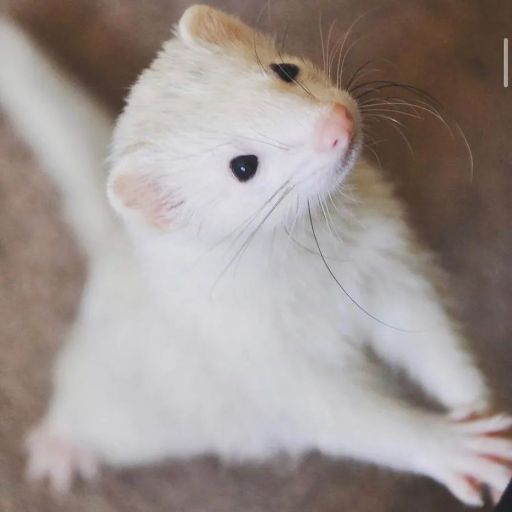 pet