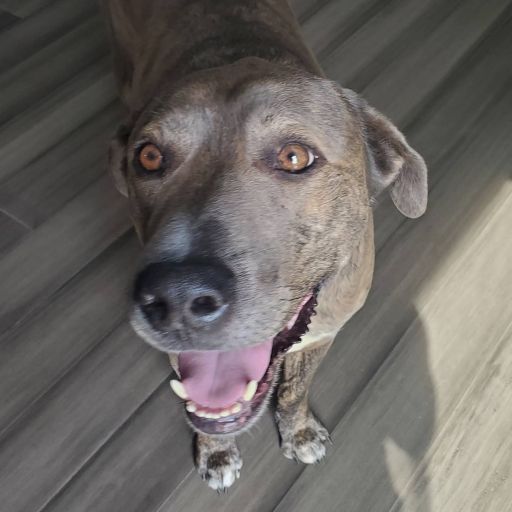 pet