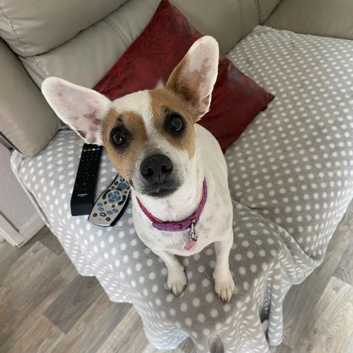 pet