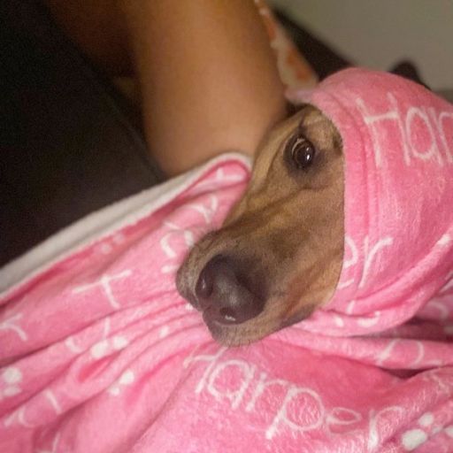 pet