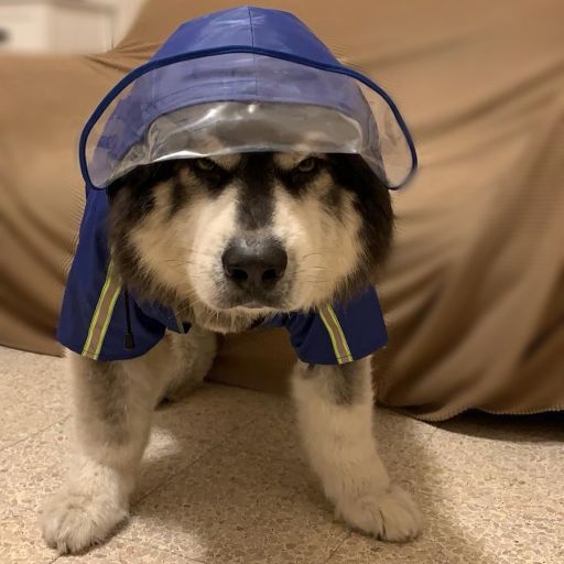 pet