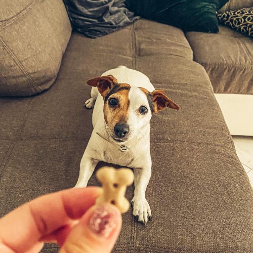 pet