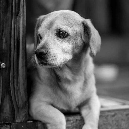 pet