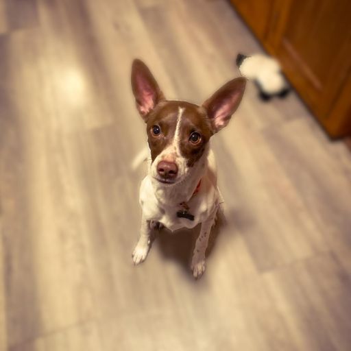 pet