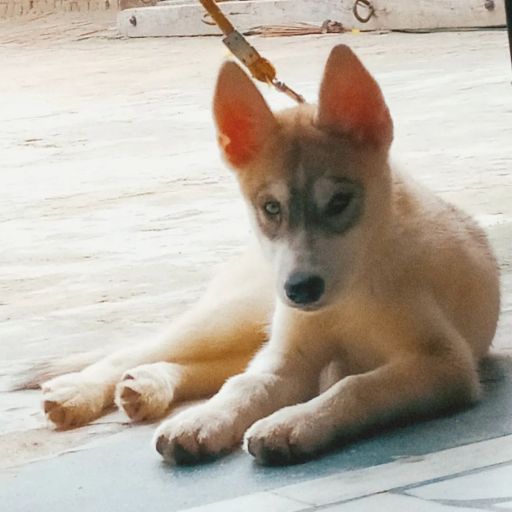 pet