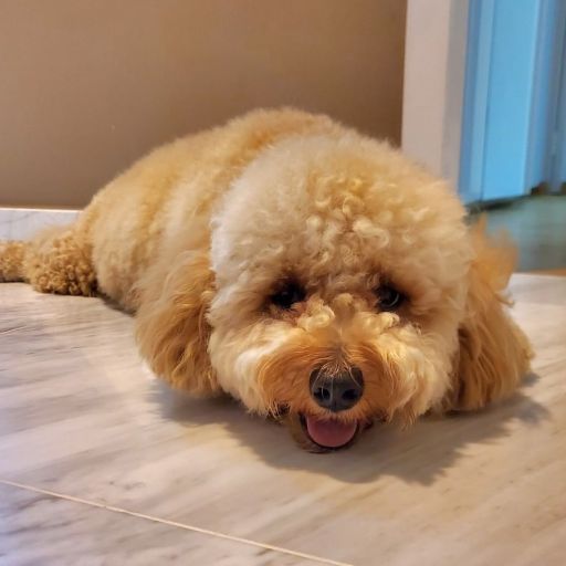 pet