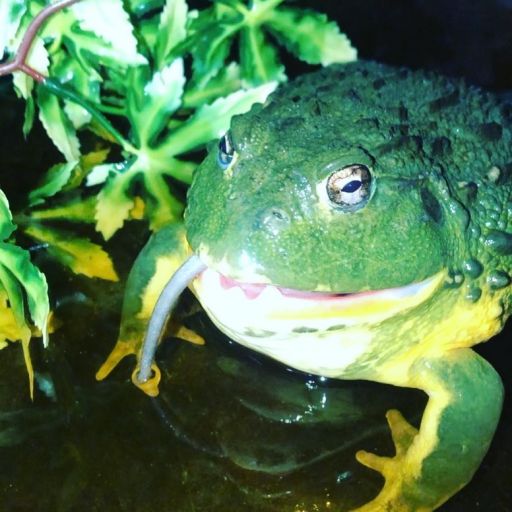 pet