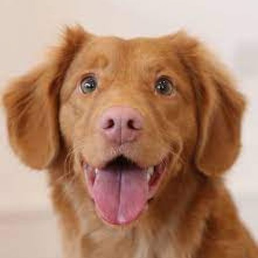 pet