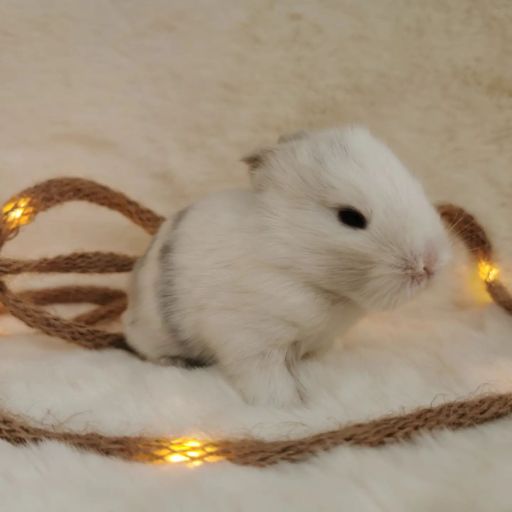 pet