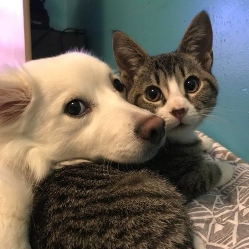 pet
