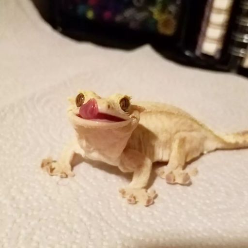 pet