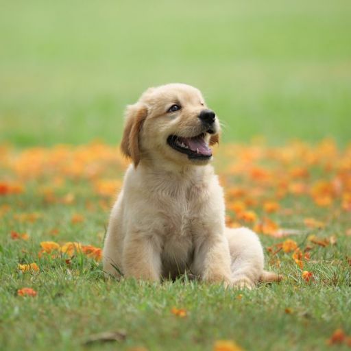pet