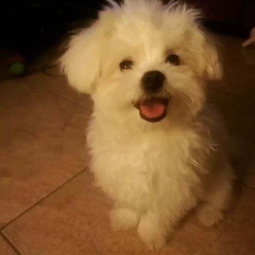 pet