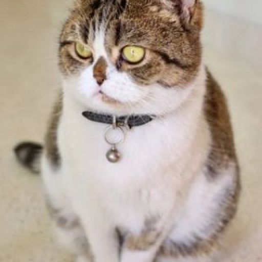 pet