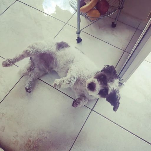 pet