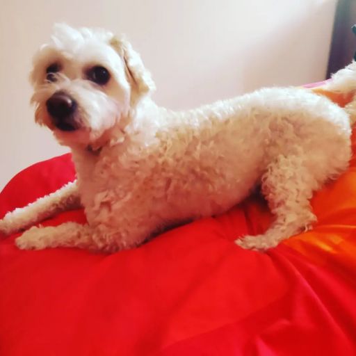 pet