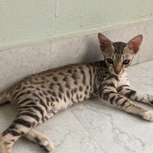 pet